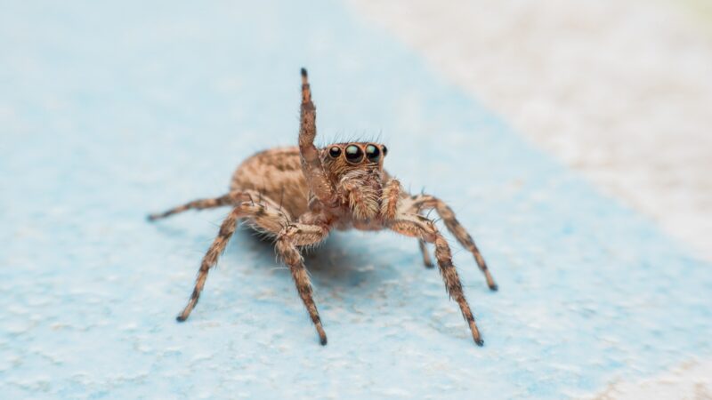 How to Lure a Spider Out From Under Your Bed?