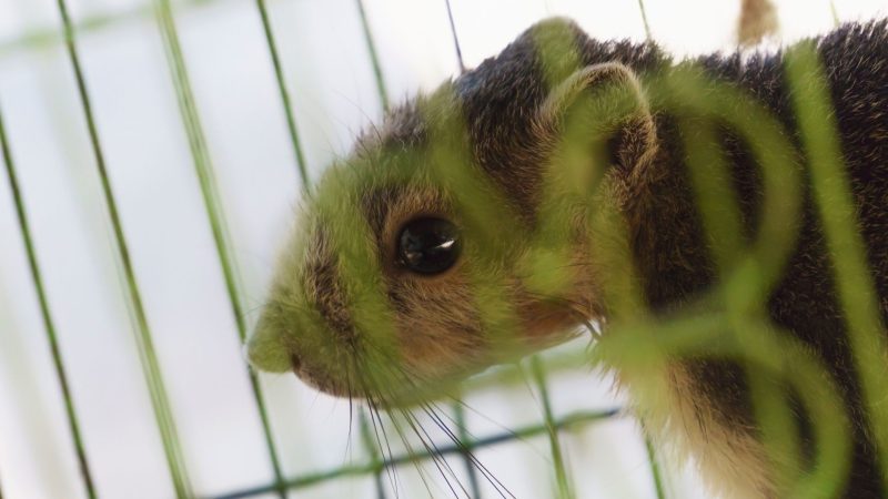 How to Make a Squirrel Trap