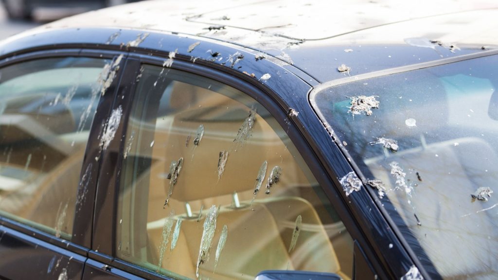 How to Protect Your Car Paint From Bird Droppings