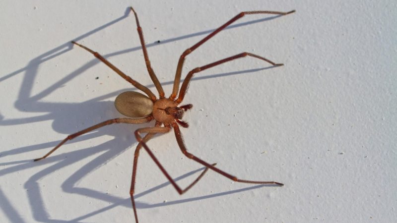 How to Tell if a Spider Is a Brown Recluse