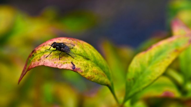 How to get rid of flies outdoors.