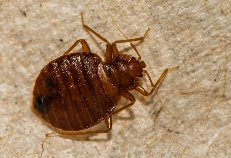 Important Facts to Know About Bed Bug Shells, Skins, and Casings | Identification
