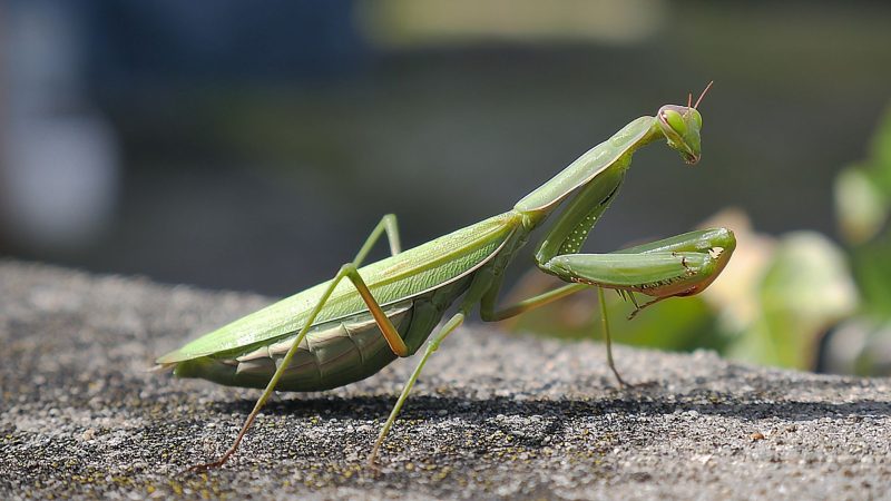 Insects That Eat Cockroaches