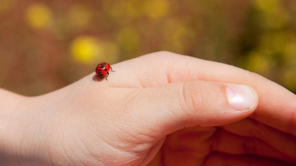 Is It Bad to Have Ladybugs in Your House