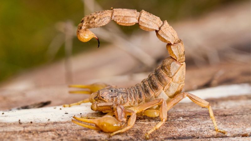 Is It Bad to Kill a Scorpion