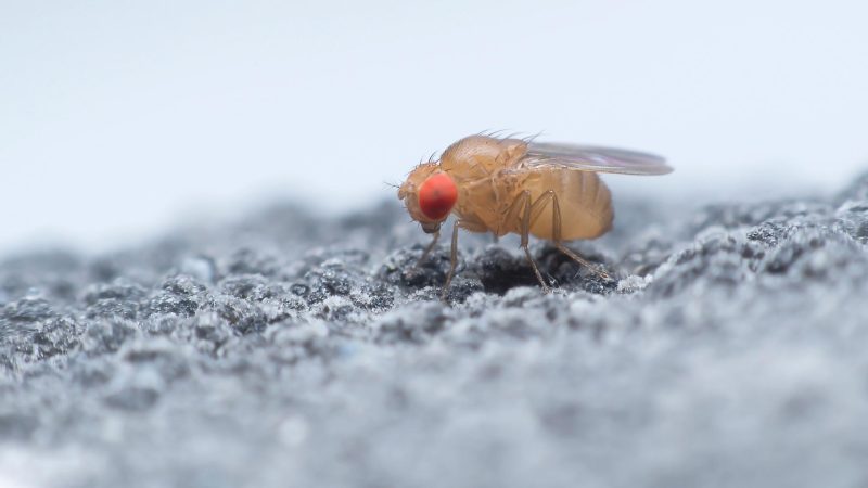 Life Cycle of Fruit Flies
