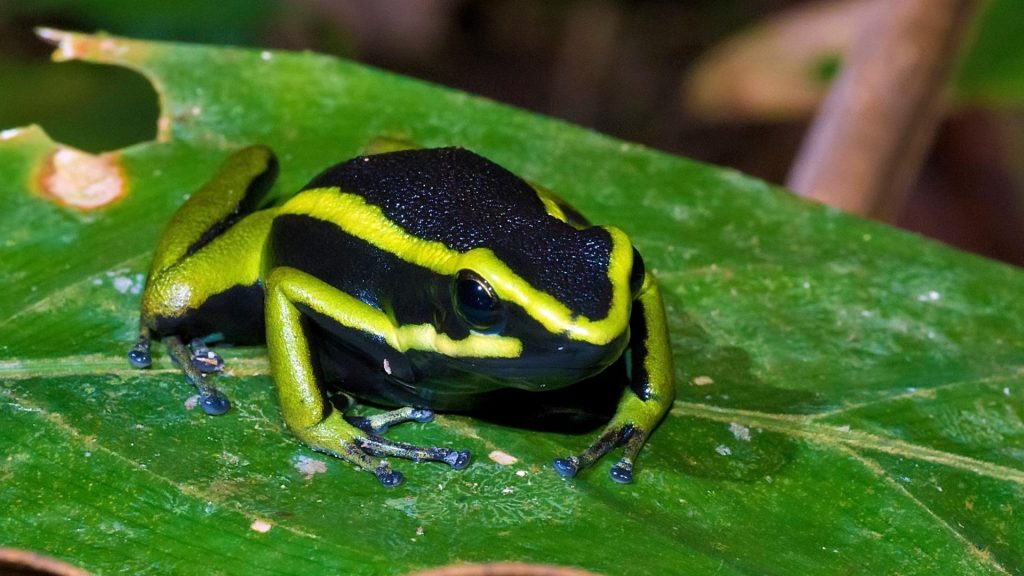 Lovely Poison Frog