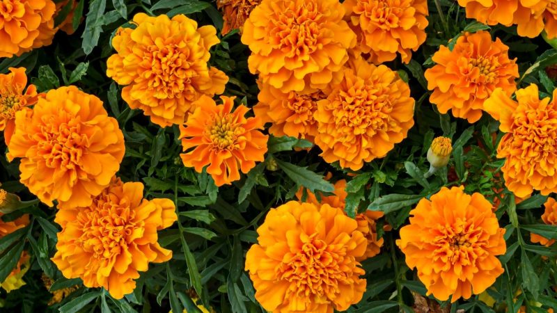 Marigold