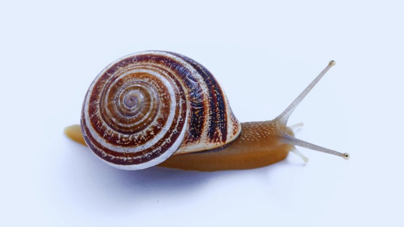 Milk Snail (Otala Lactea)