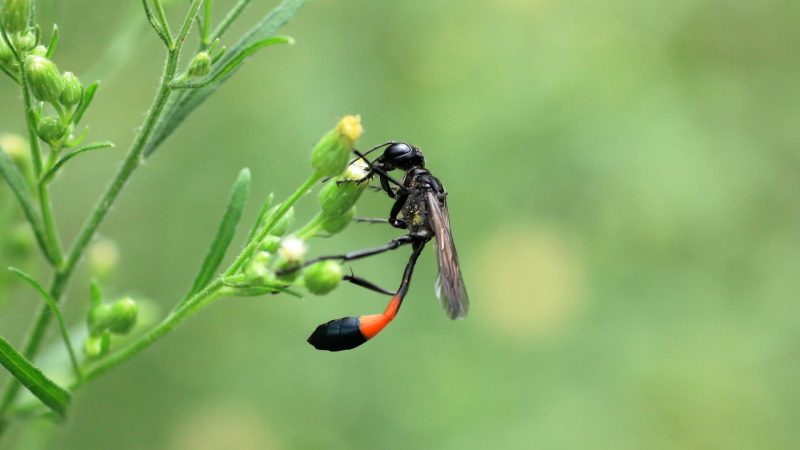 Mud Daubers