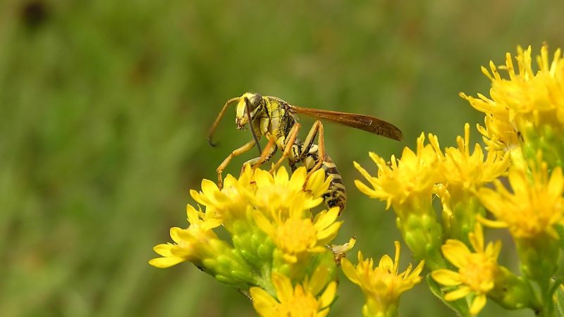 Paper Wasps