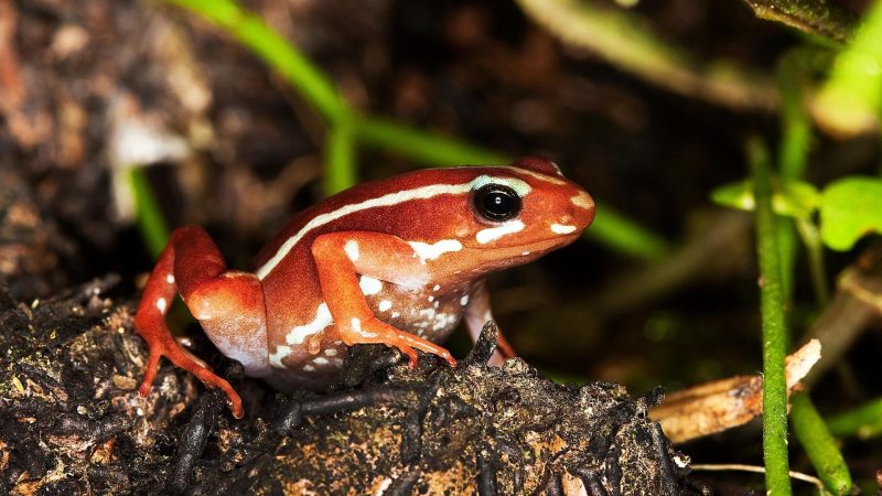 Phantasmal Poison Frog