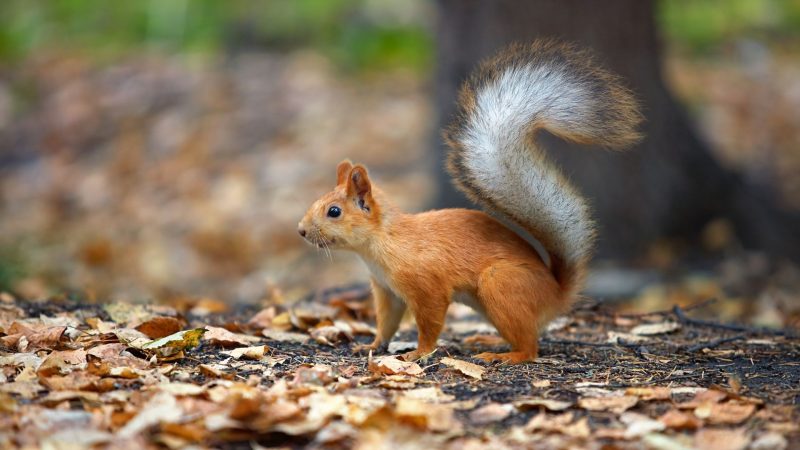 Red Squirrels