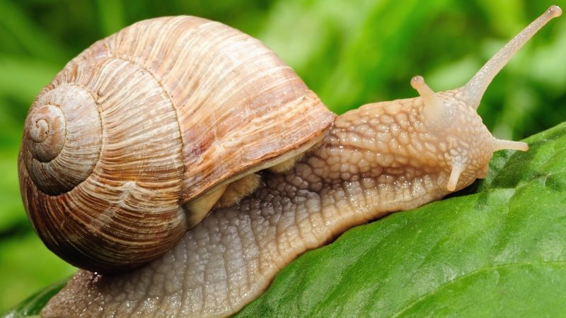 Roman Snail (Helix Pomatia)