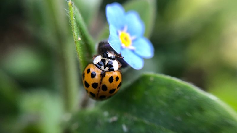 Should I Kill Asian Lady Beetles