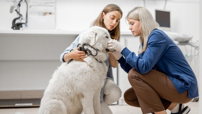 Should You Take Your Dog to the Vet After Removing a Tick