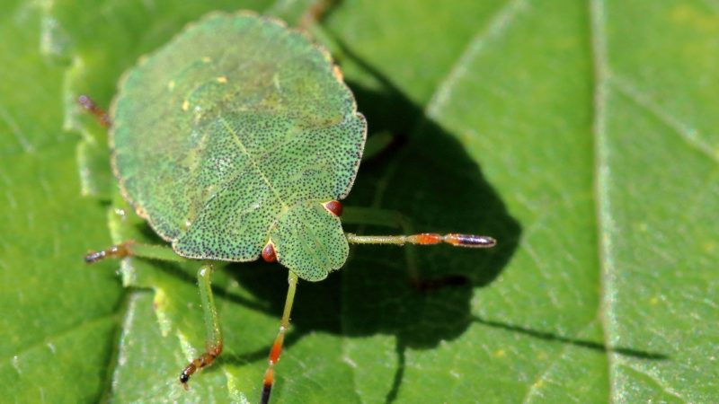 Stinkbugs