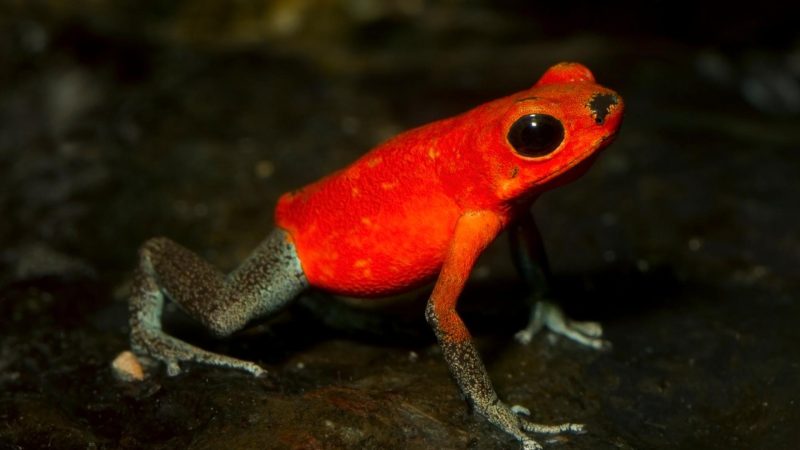 Strawberry Poison Dart Frog