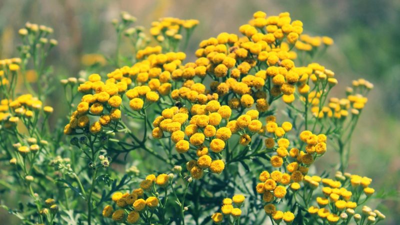 Tansy