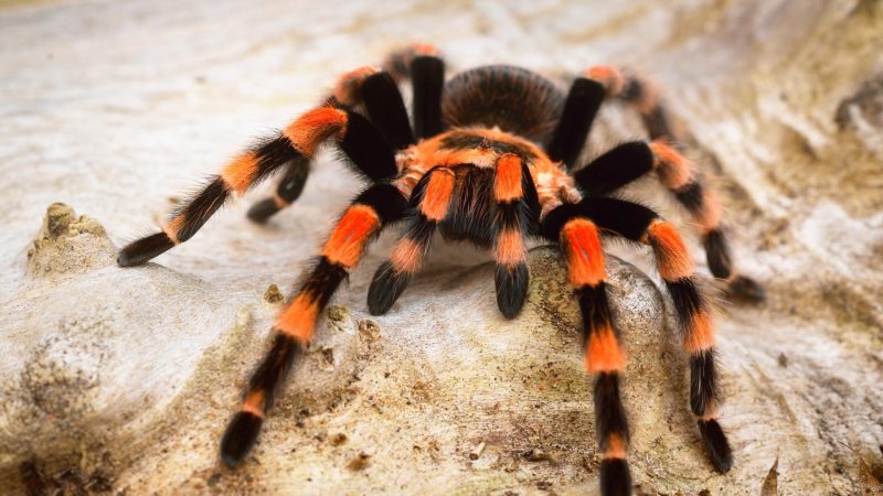 Tarantula