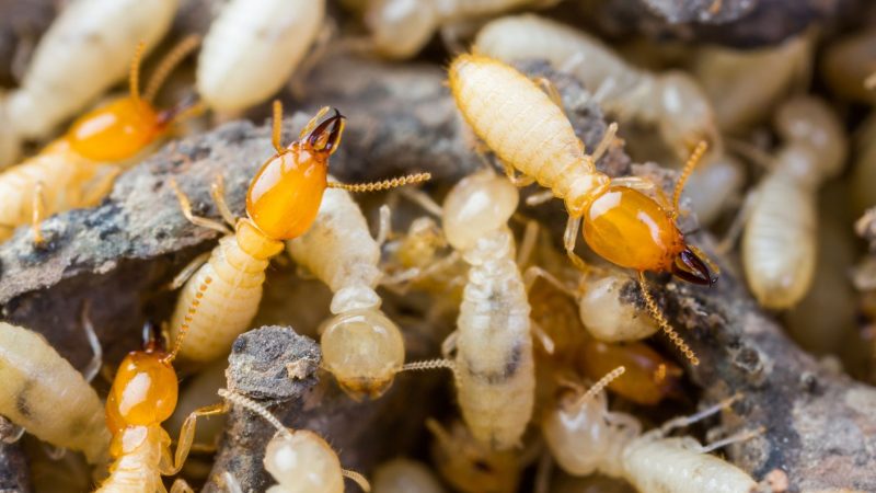 Termites