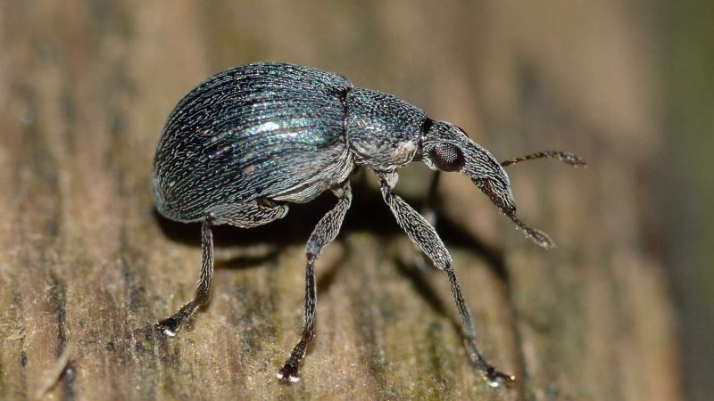 Weevils