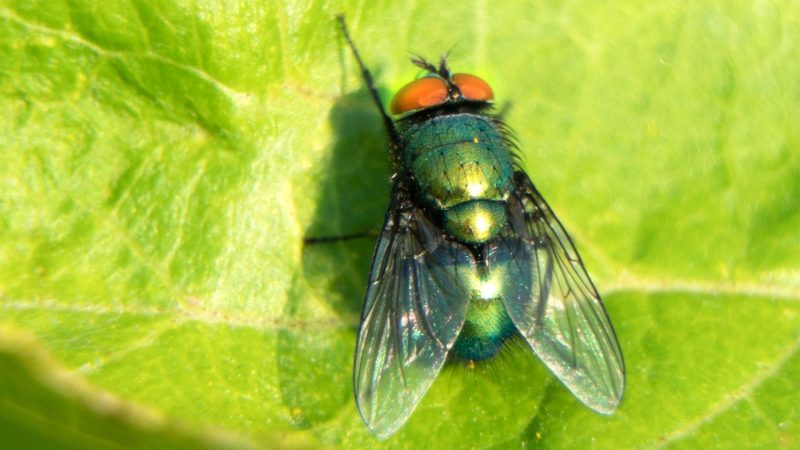 full-guide-to-get-rid-of-blow-flies-md-fun-facts-pinterest-outdoors