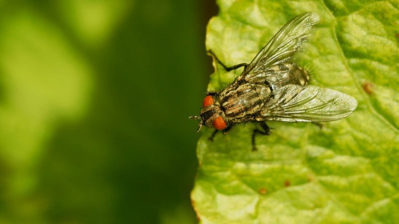 What Are Flesh Flies