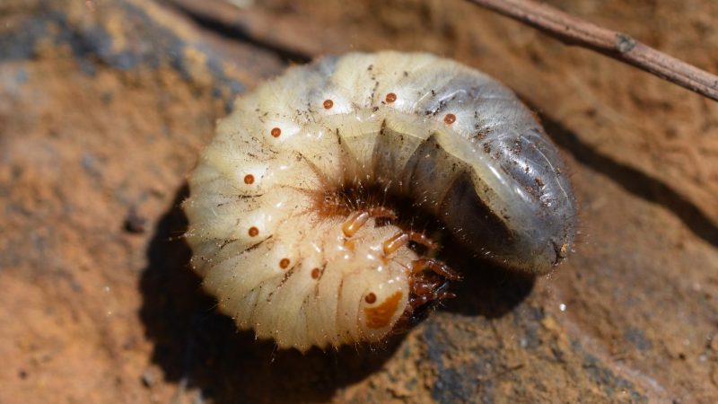 Grub Worms Control | Are They Harmful to Humans?