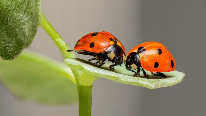 What Are Ladybugs