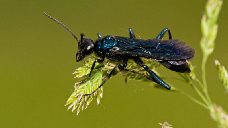 What Are Mud Daubers