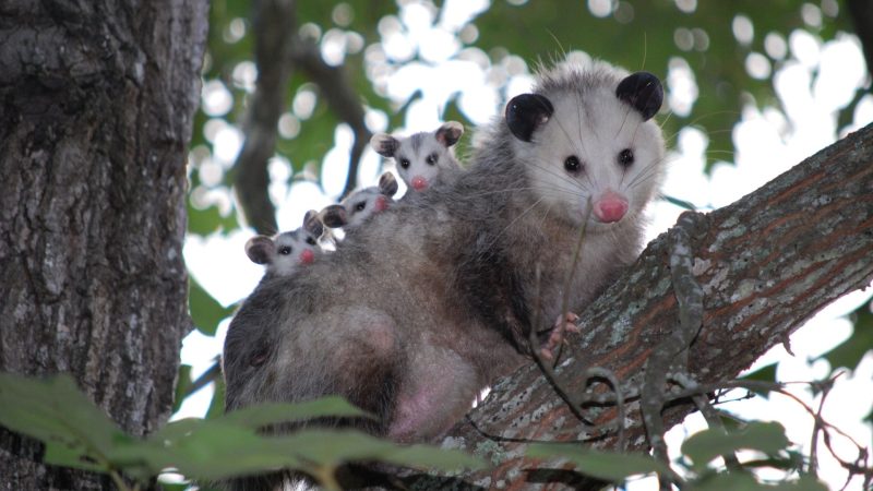 What Are Opossums