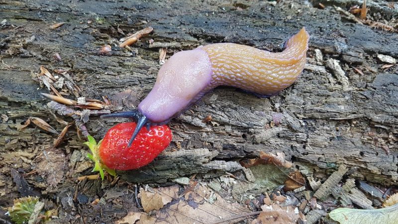 What Are Slugs Good for in the Garden