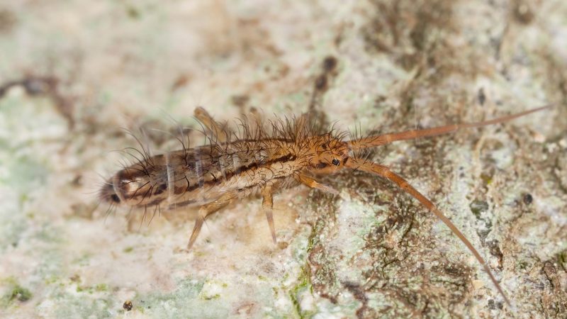 What Are Springtails
