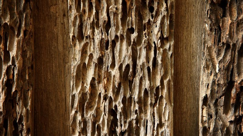 What Are Wood-Damaging Insects