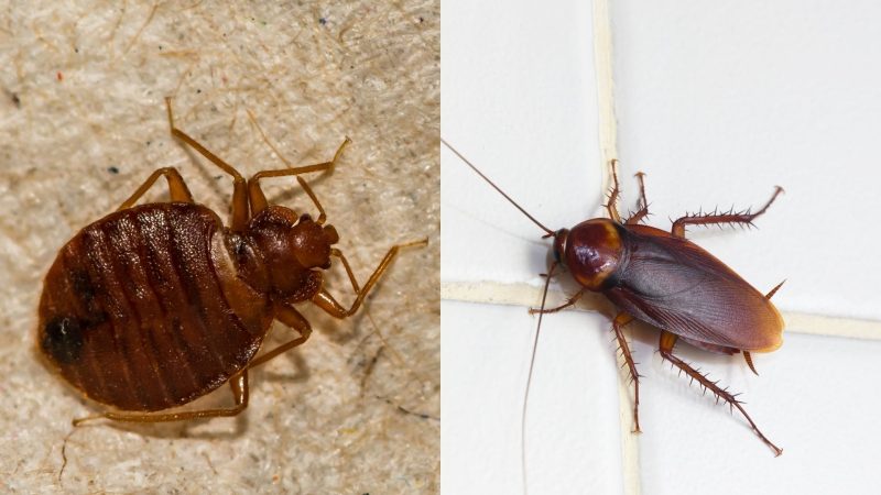 What Are the Similarities Between Bed Bugs and Roaches