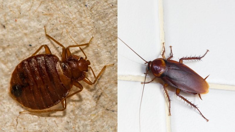 Baby Cockroach Vs Bed Bug   What Are The Similarities Between Bed Bugs And Roaches E1637893995212 