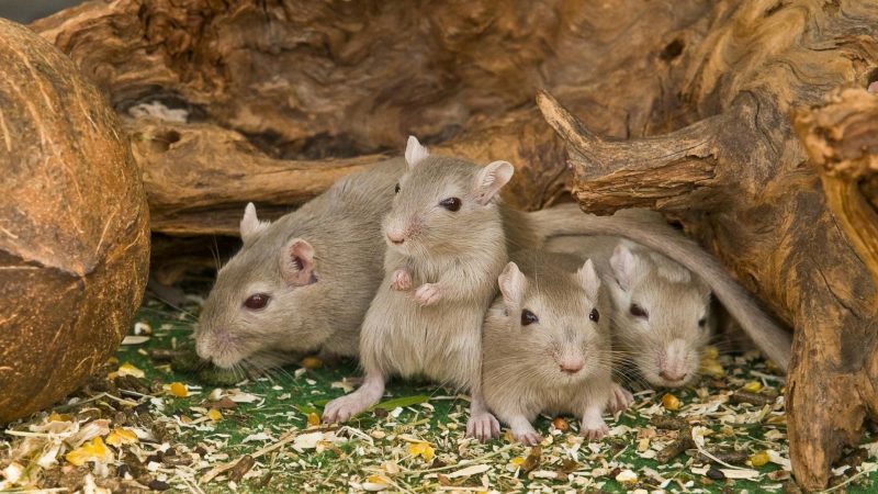What Attracts Mice in Your House