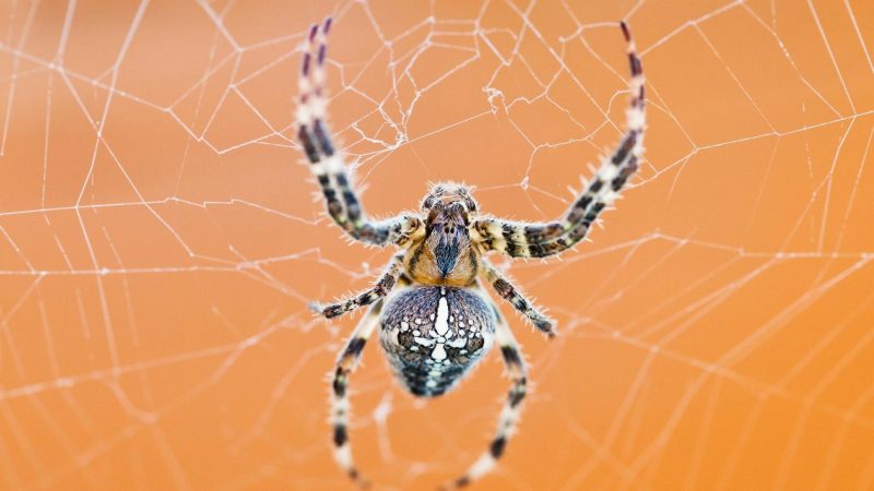 What Attracts Spiders to Your House