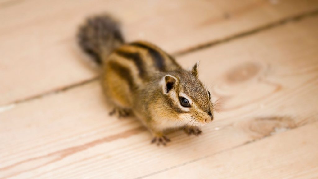 What Attracts Squirrels to Your House
