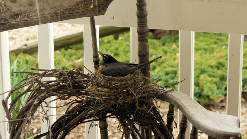 What Bird Builds a Nest on the Porch