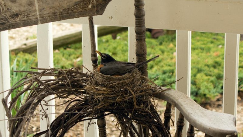 How to Keep Birds From Nesting on Porch? | The Effective Guide