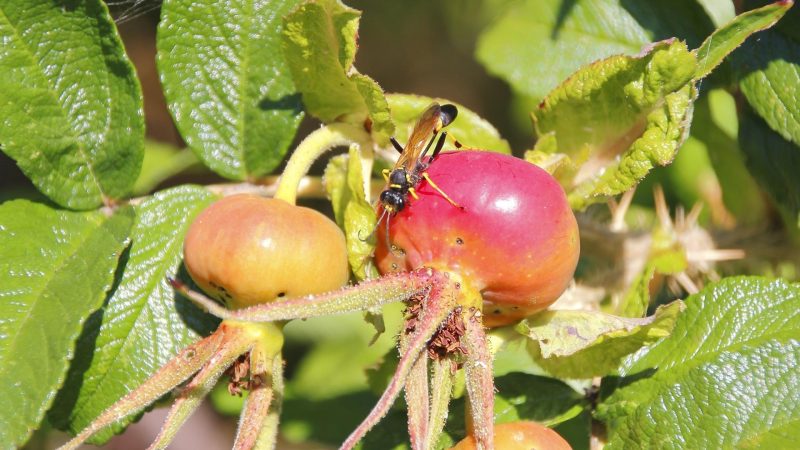 What Can Attract Mud Daubers