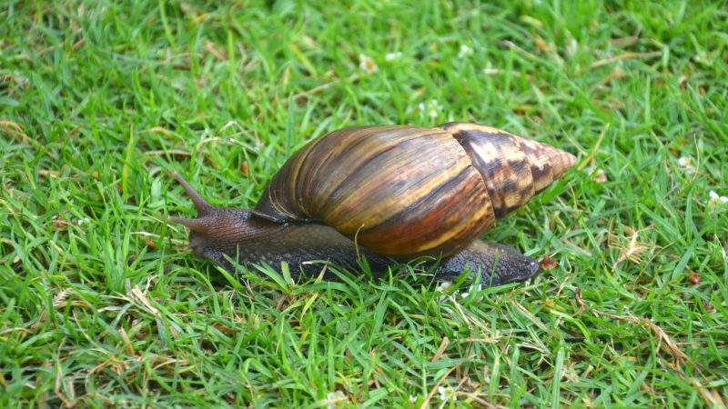 What Can Snails Eat and Not Eat