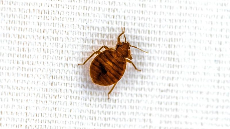 What Causes Bed Bugs in the First Place