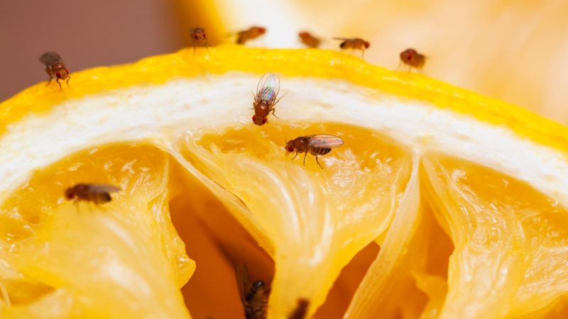 What Causes Fruit Flies in the House