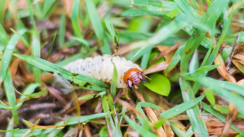 What Causes Grub Worms in Your Yard
