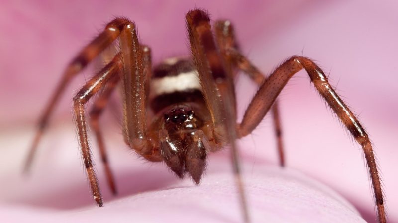 What Causes Spiders in Your Bedroom