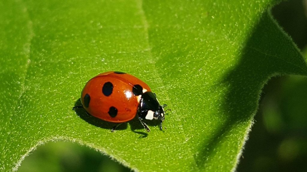 What Color Are Ladybugs