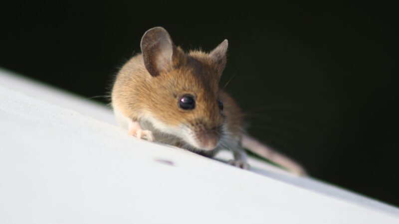 What Color Is a Field Mouse?